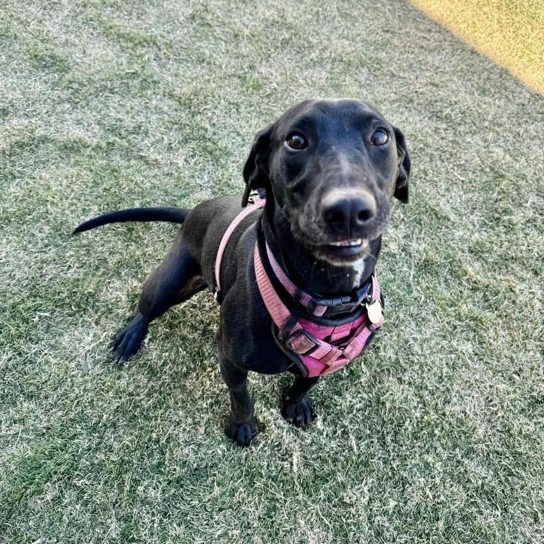 Wanda, a Adoptable mixed breed in Lubbock, TX image 3/5