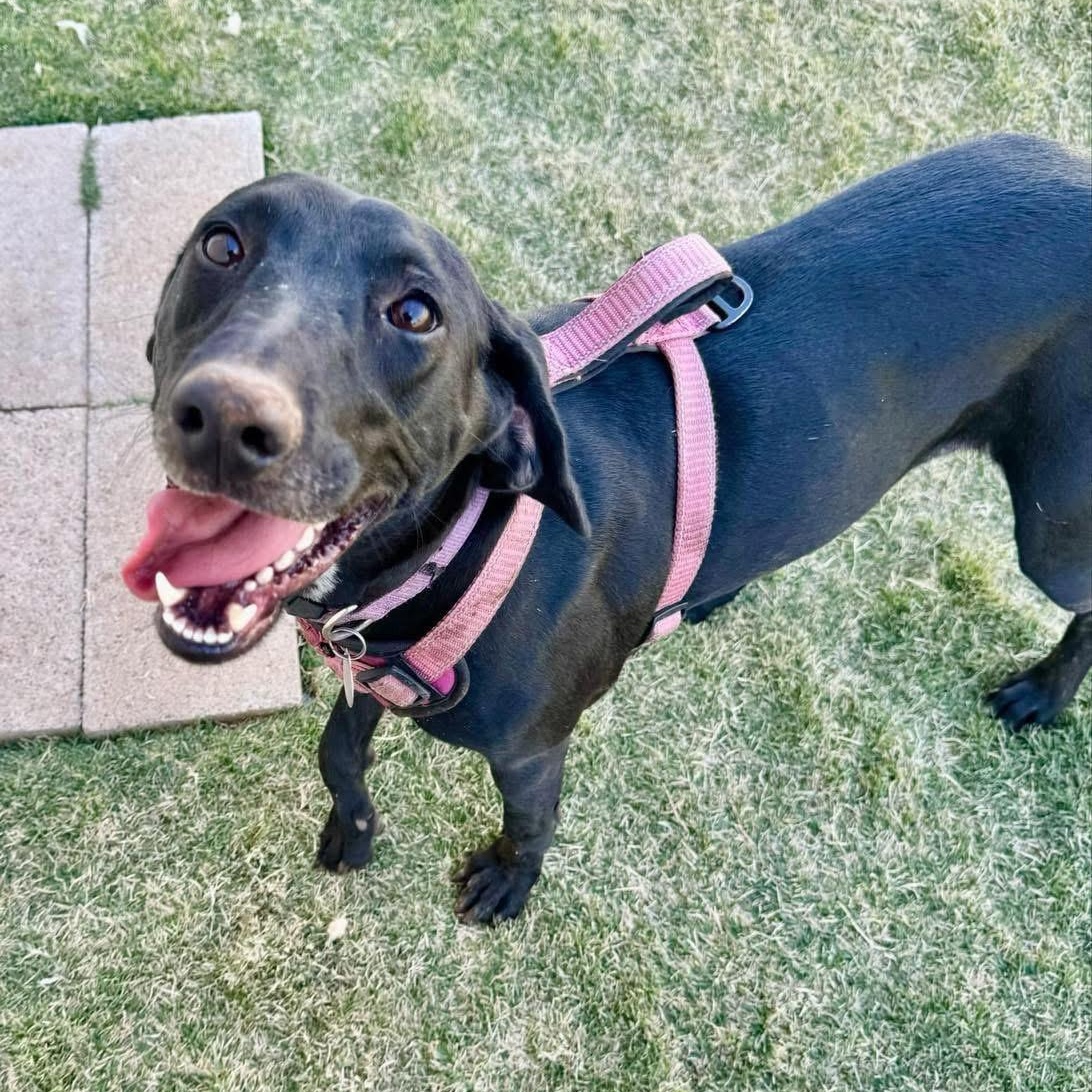 Wanda, a Adoptable mixed breed in Lubbock, TX image 5/5