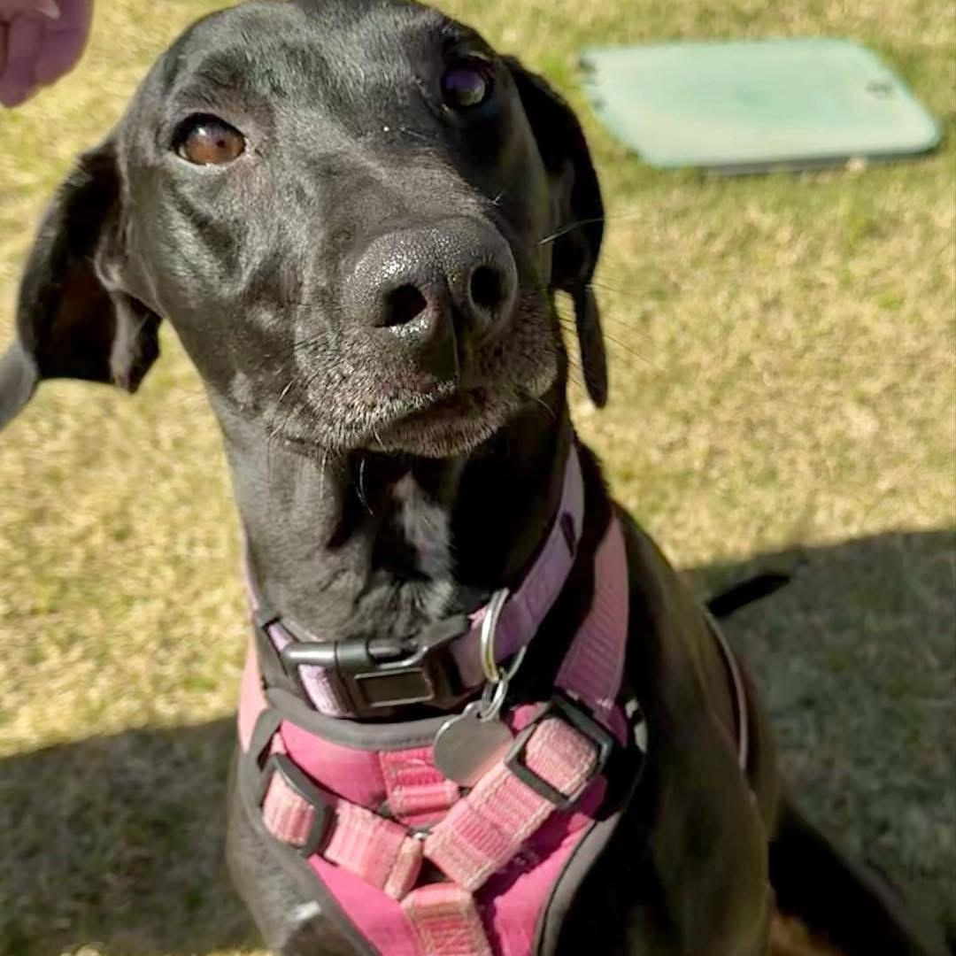 Wanda, a Adoptable mixed breed in Lubbock, TX image 4/5