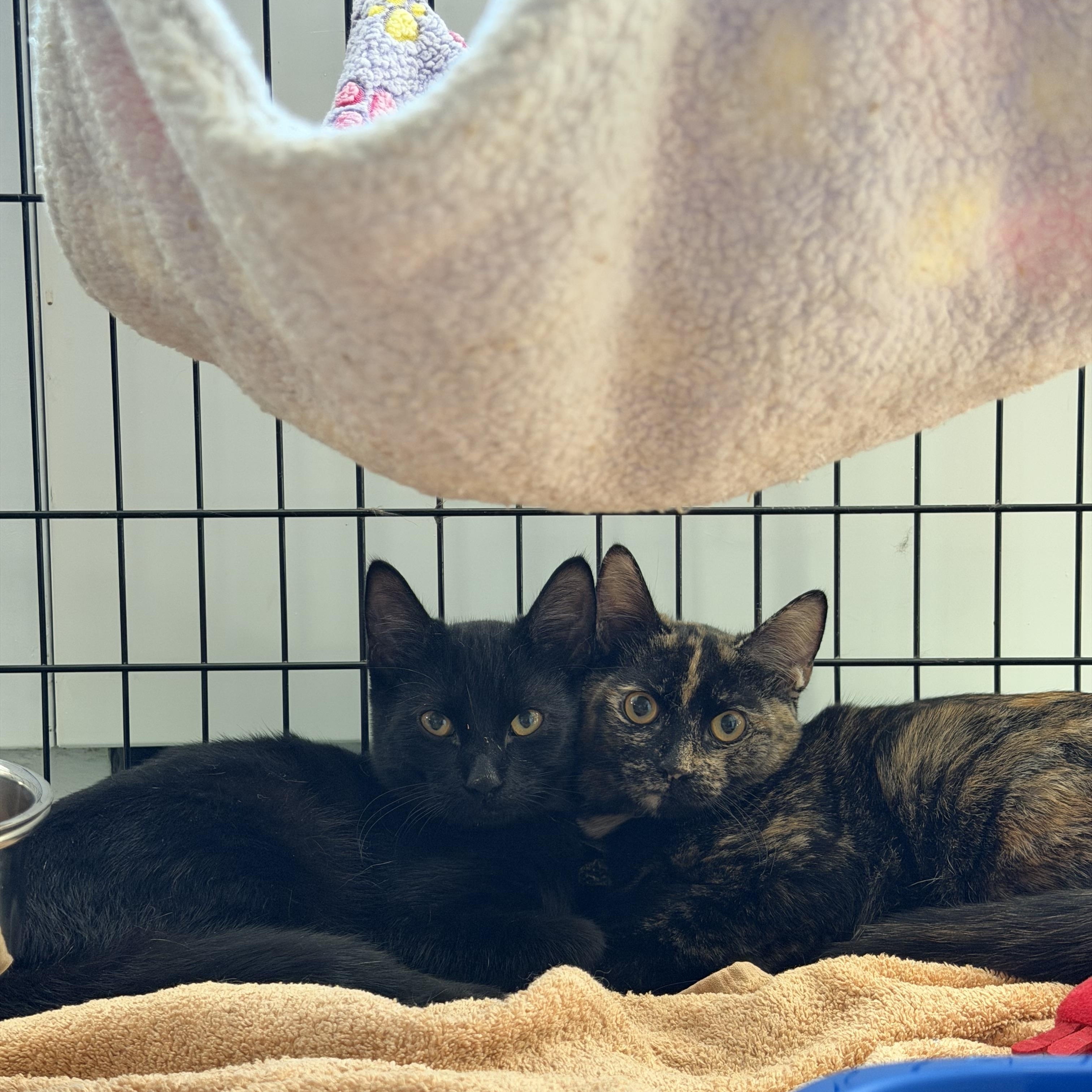 Enlarge Mascara, an adopted Domestic Short Hair in Brooklyn, NY image 3/3