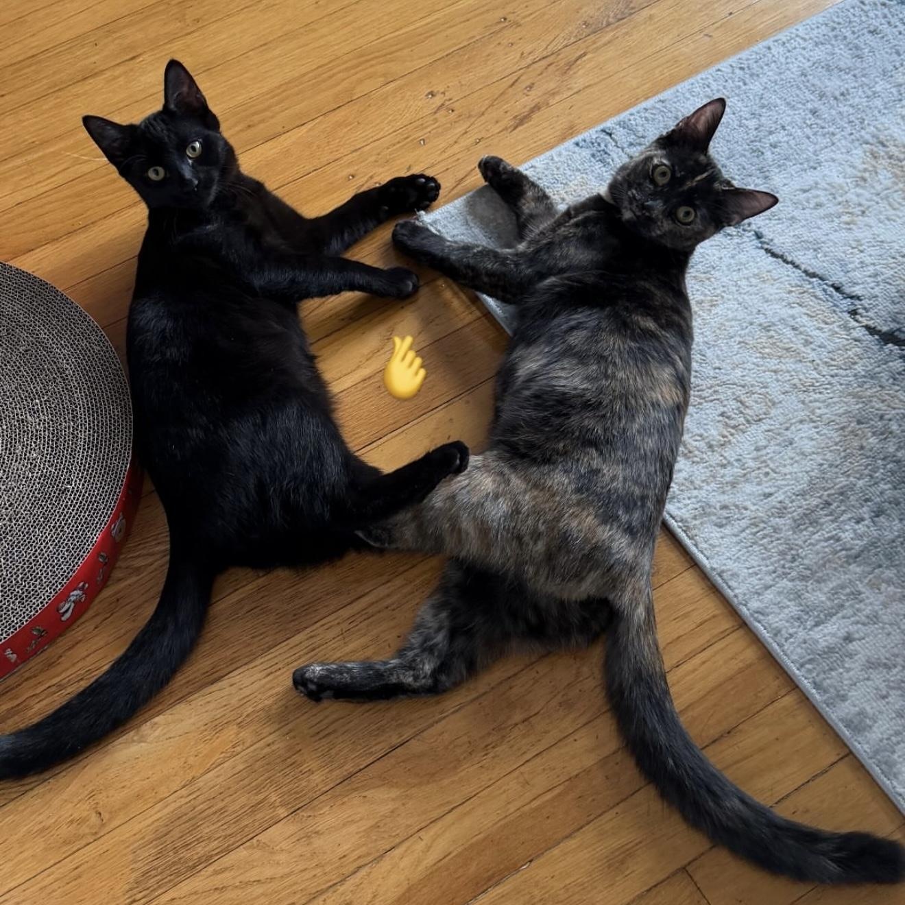 Mascara, adopted, Young Female Domestic Short Hair.