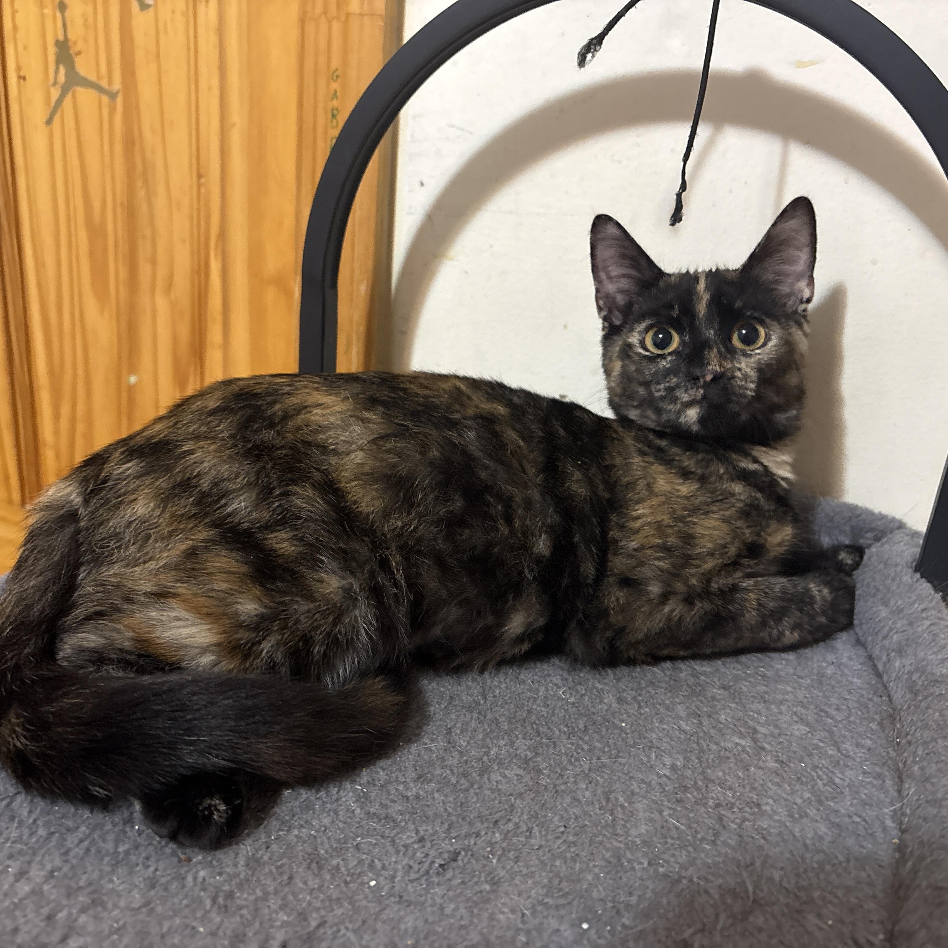 Enlarge Mascara, an adopted Domestic Short Hair in Brooklyn, NY image 2/3