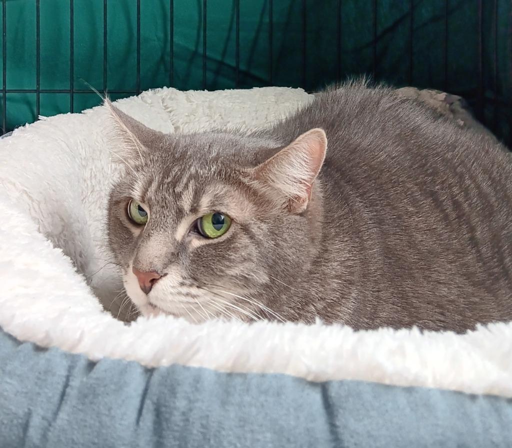 Bella, Adoptable, Senior Female Domestic Short Hair.