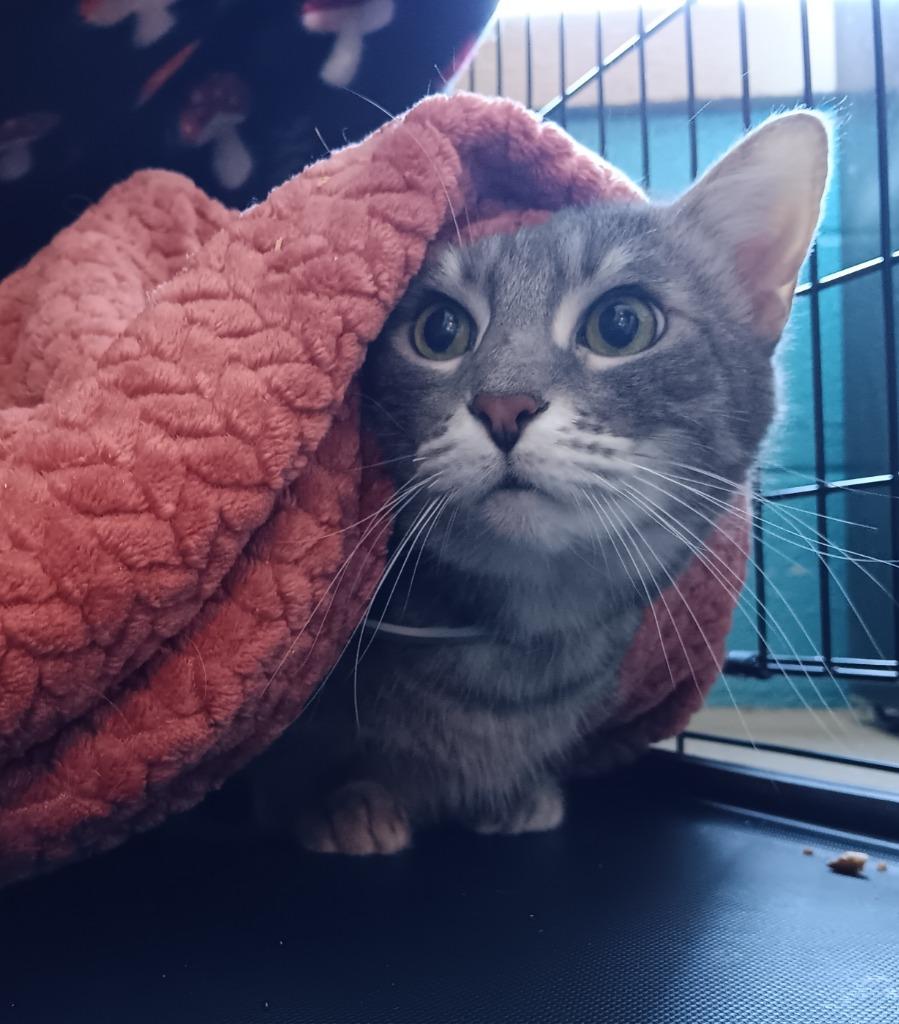 Enlarge Bella, a Adoptable mixed breed in New Braunfels, TX image 3/3