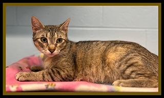ARABELLE, Adoptable, Young Female Domestic Short Hair.