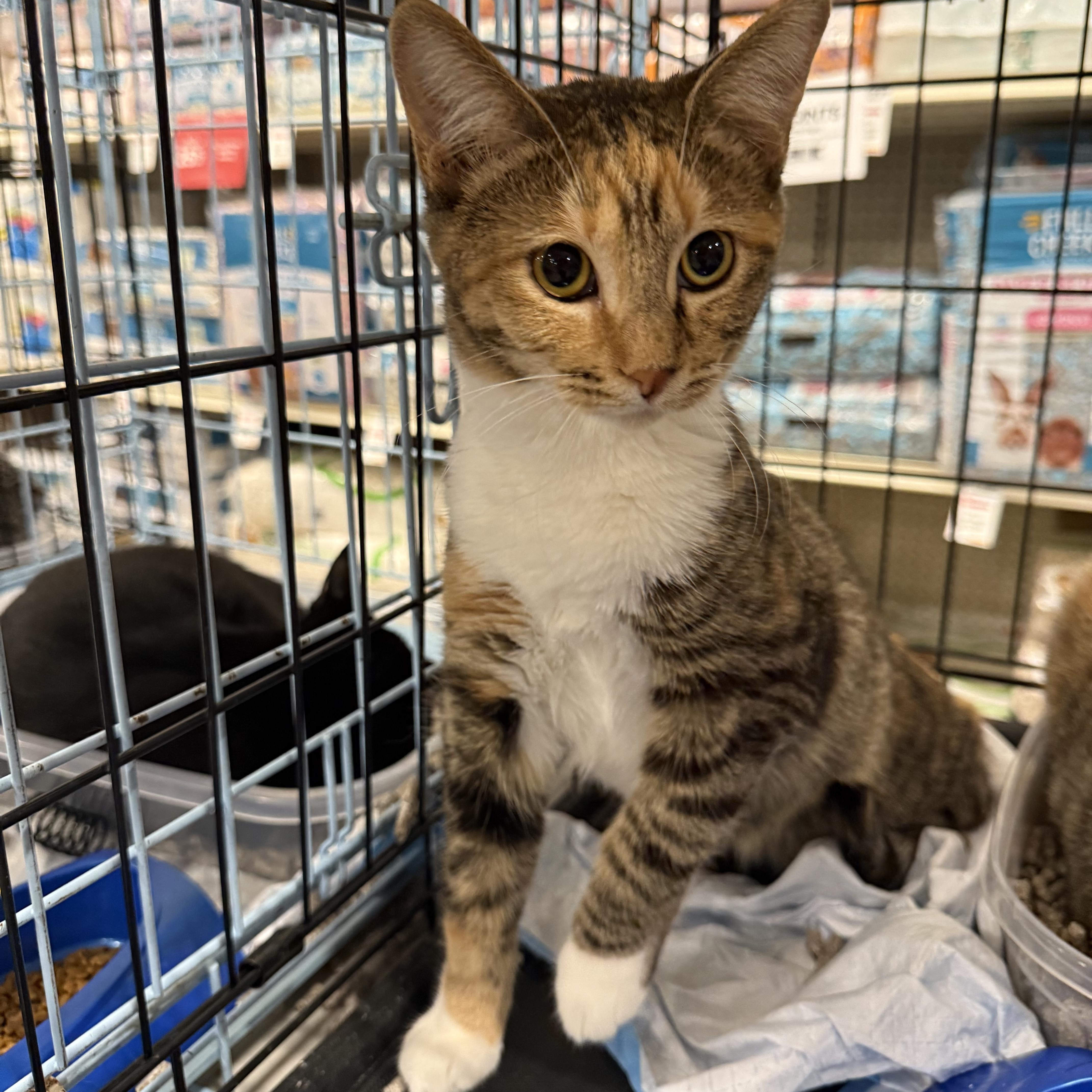 Enlarge Daisy Dukes, a Adoptable Torbie in Fresno, CA image 4/5