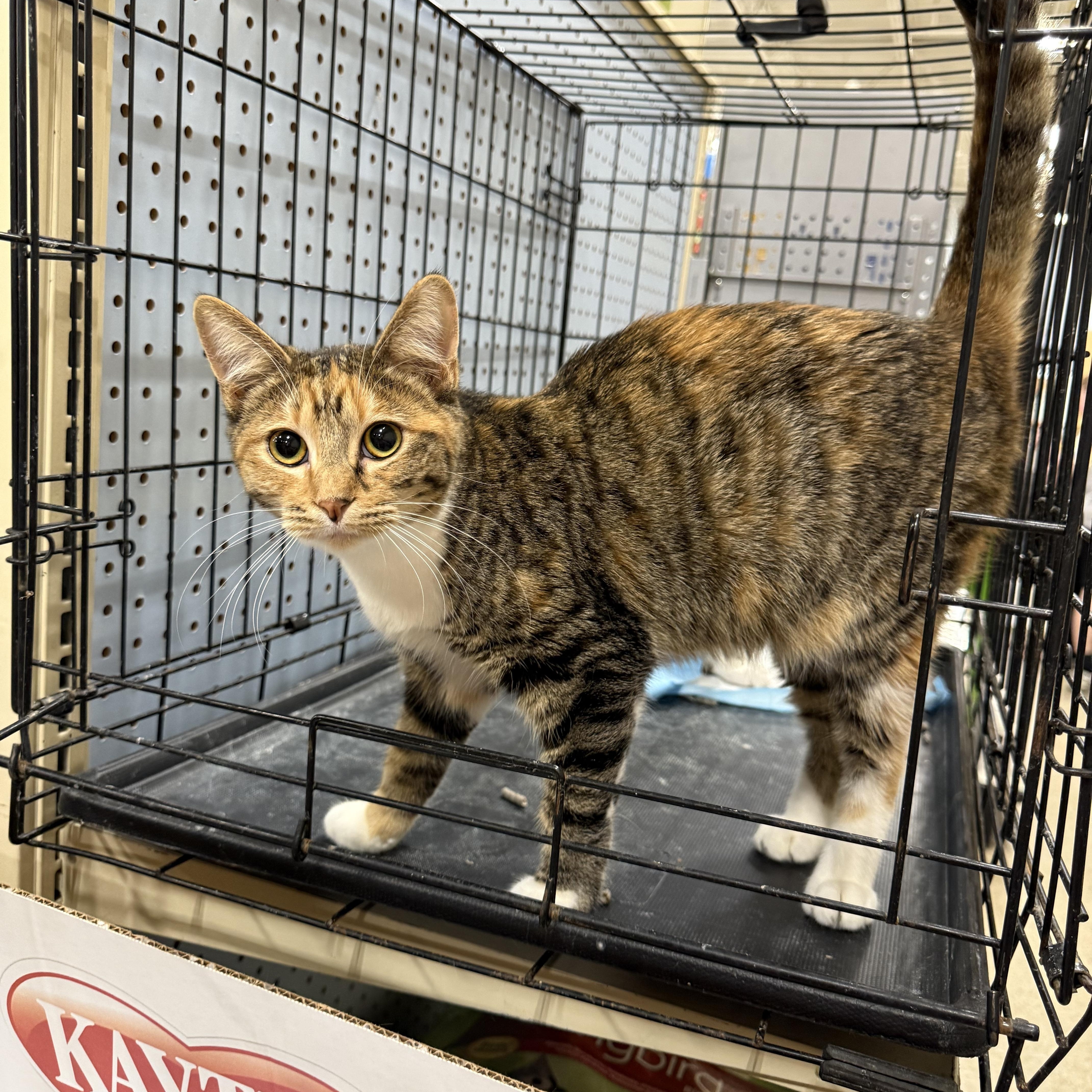 Enlarge Daisy Dukes, a Adoptable Torbie in Fresno, CA image 5/5