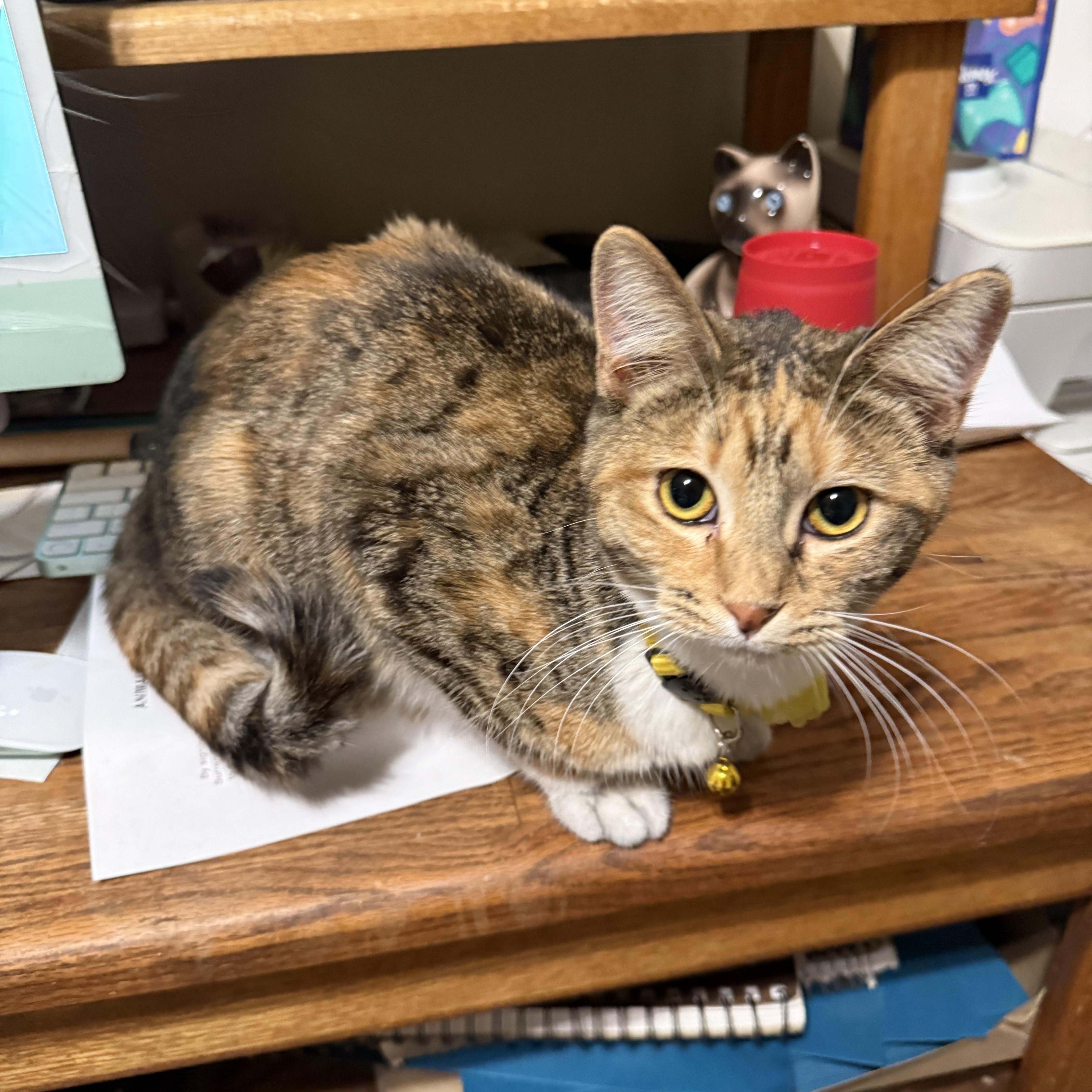 Enlarge Daisy Dukes, a Adoptable Torbie in Fresno, CA image 1/5