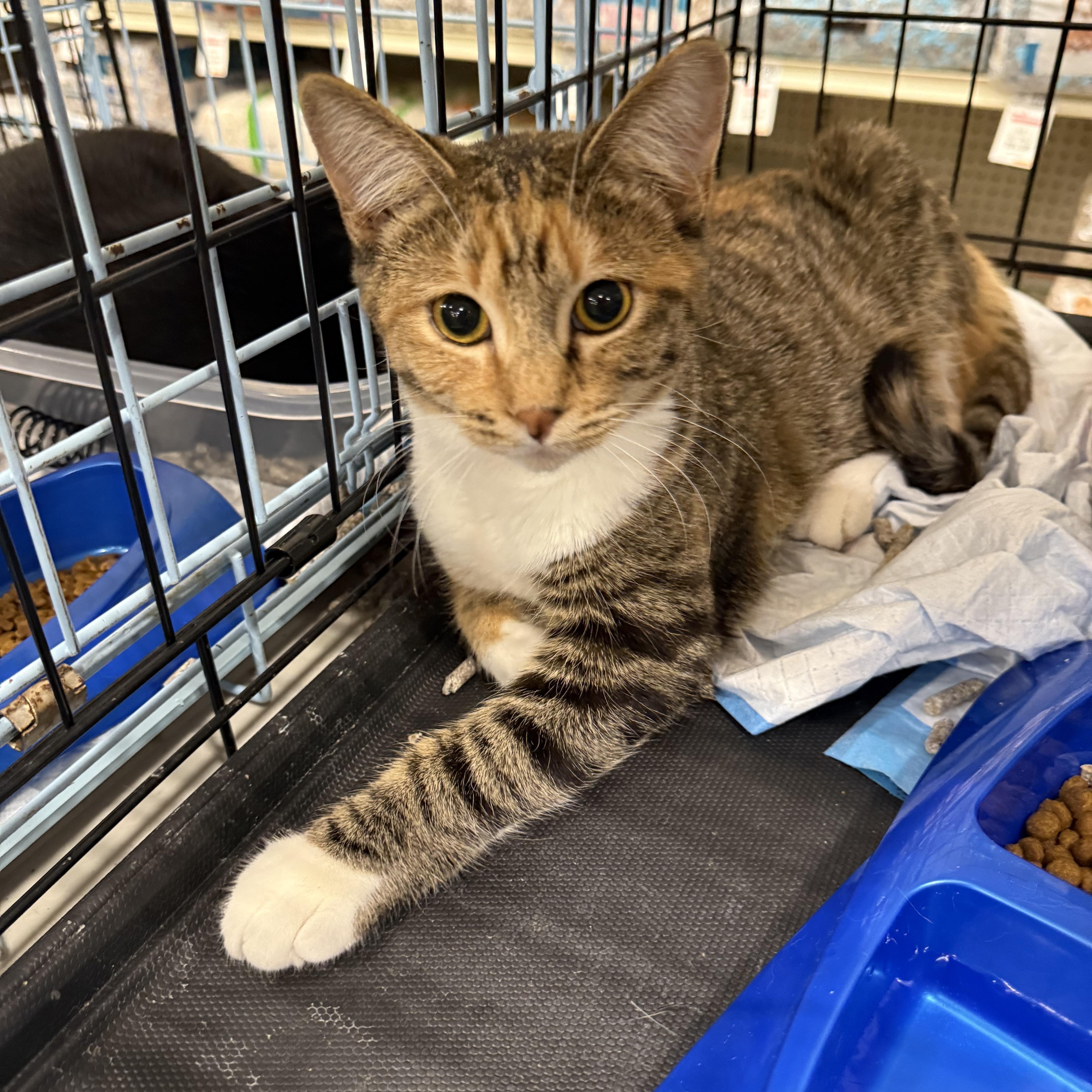 Enlarge Daisy Dukes, a Adoptable Torbie in Fresno, CA image 2/5