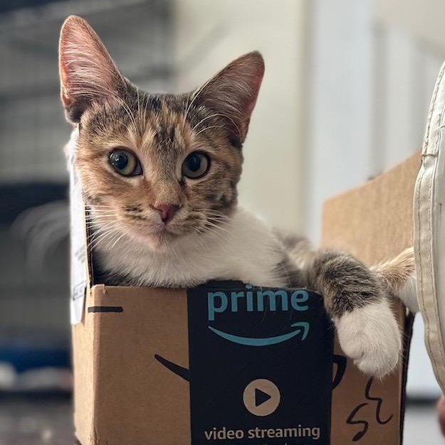 Enlarge Daisy Dukes, a Adoptable Torbie in Fresno, CA image 3/5