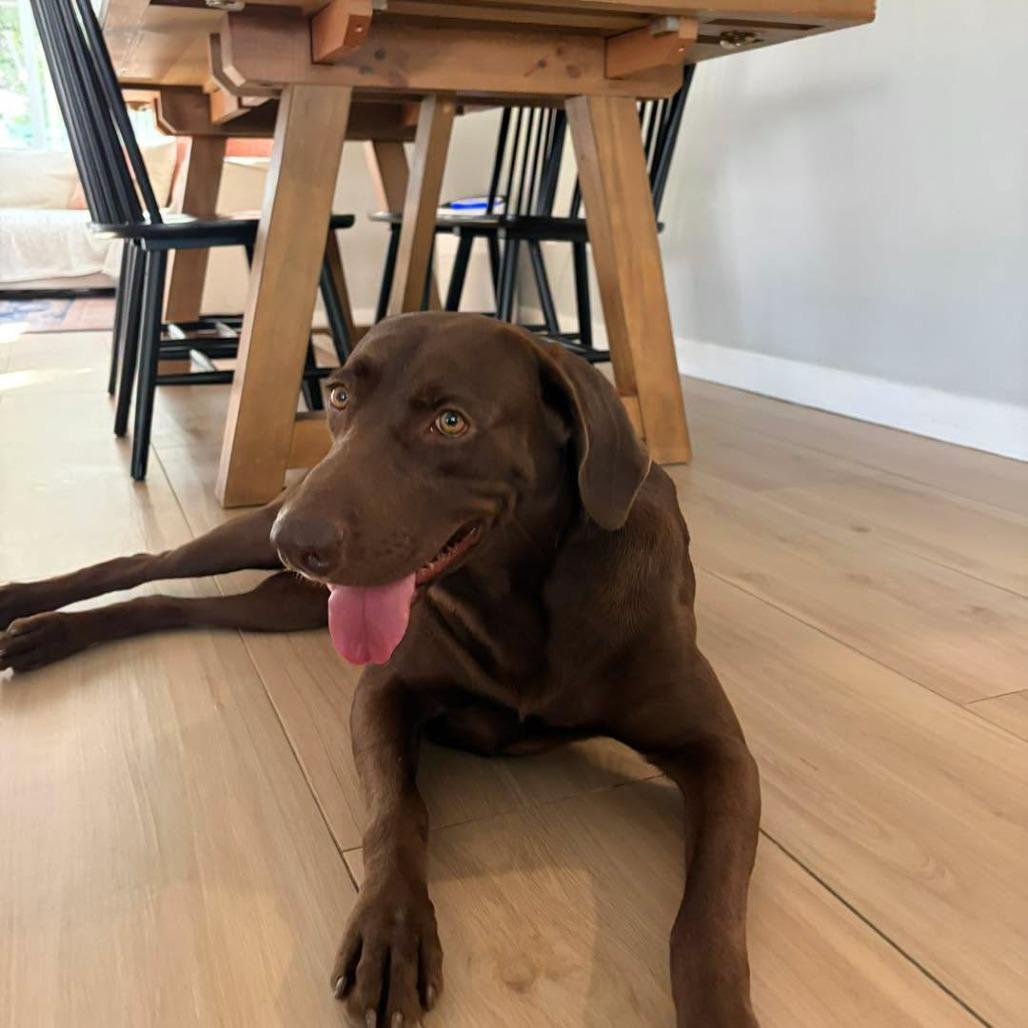 Enlarge Moose, a Adoptable Chocolate Labrador Retriever in Sarasota, FL image 1/6