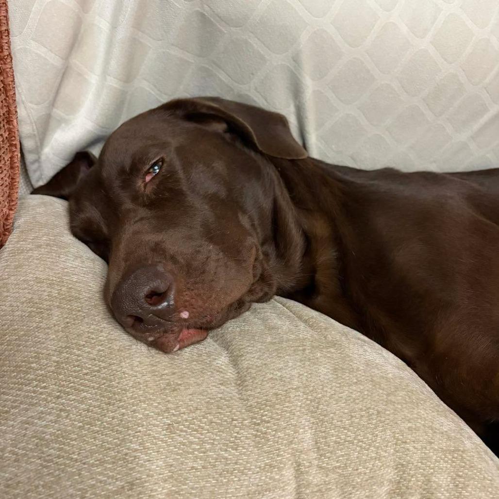 Enlarge Moose, a Adoptable Chocolate Labrador Retriever in Sarasota, FL image 2/6
