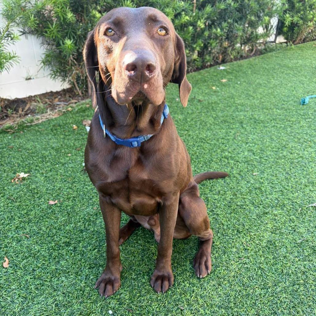 Enlarge Moose, a Adoptable Chocolate Labrador Retriever in Sarasota, FL image 3/6