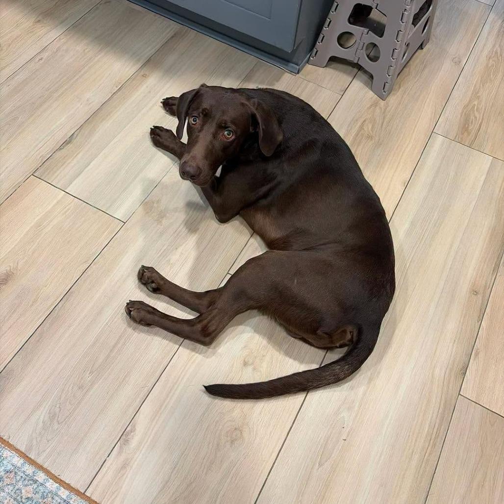 Enlarge Moose, a Adoptable Chocolate Labrador Retriever in Sarasota, FL image 4/6