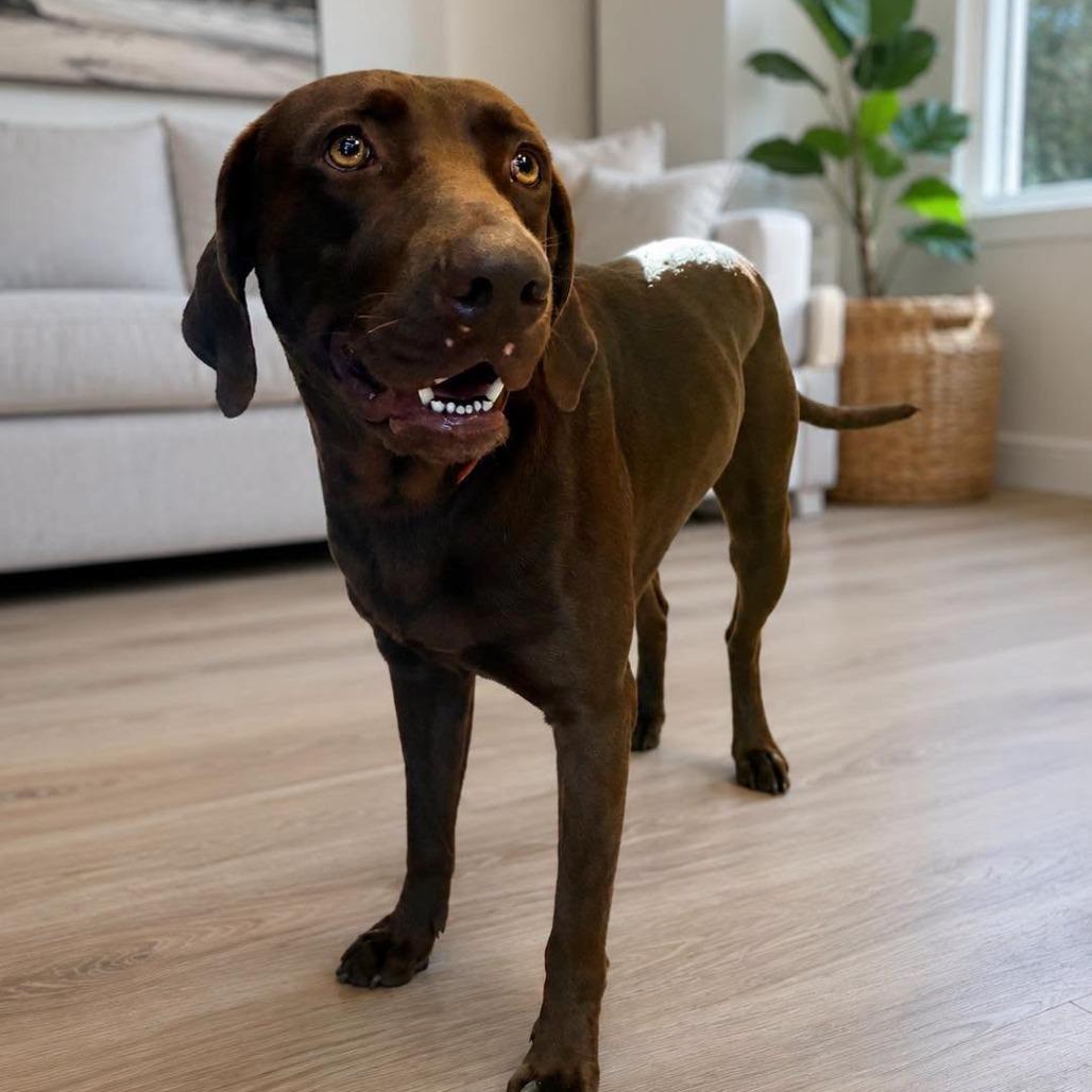 Enlarge Moose, a Adoptable Chocolate Labrador Retriever in Sarasota, FL image 5/6