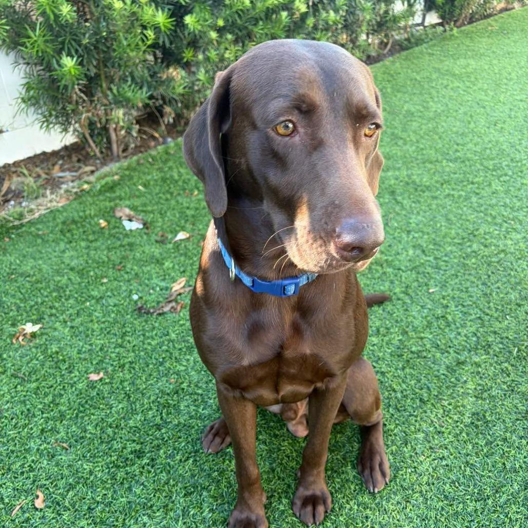 Enlarge Moose, a Adoptable Chocolate Labrador Retriever in Sarasota, FL image 6/6