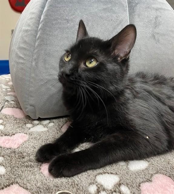 MIDNIGHT, Adoptable, Young Female Domestic Short Hair.