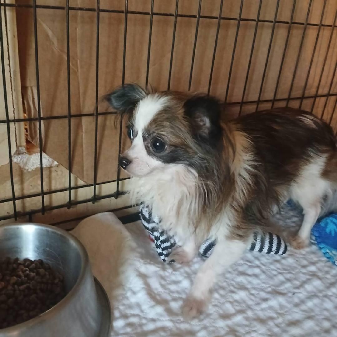 GENUS, an adopted Chihuahua in Chicopee, MA image 3/4
