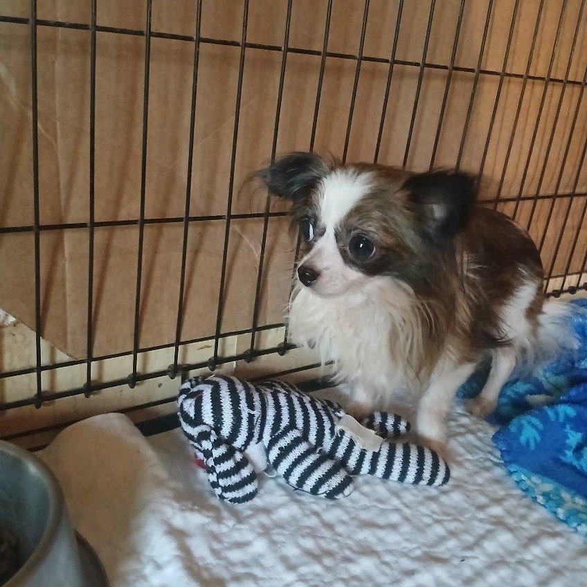 GENUS, an adopted Chihuahua in Chicopee, MA image 2/4