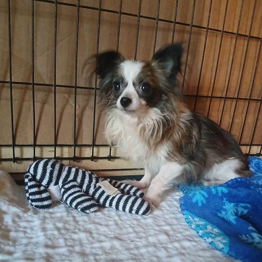 GENUS, adopted, Adult Female Chihuahua.