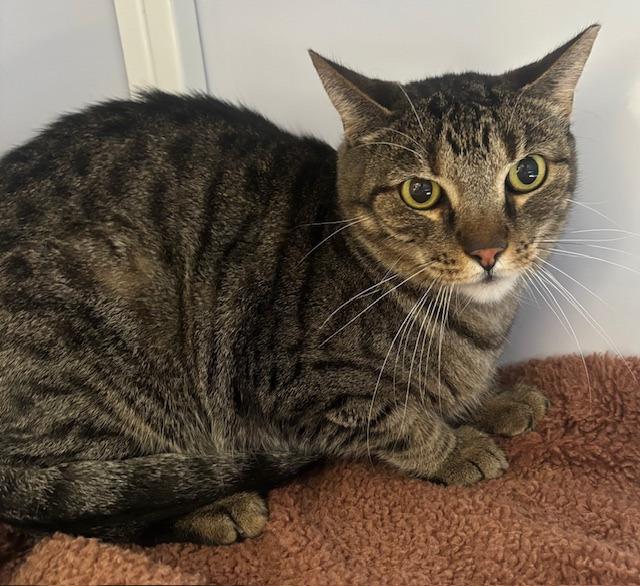 Zora, Adoptable, Senior Female Domestic Short Hair.