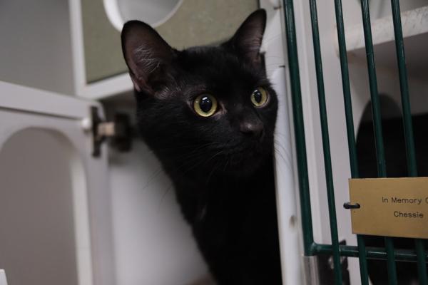 Enlarge Logan, a Adoptable mixed breed in Columbus, OH image 1/1