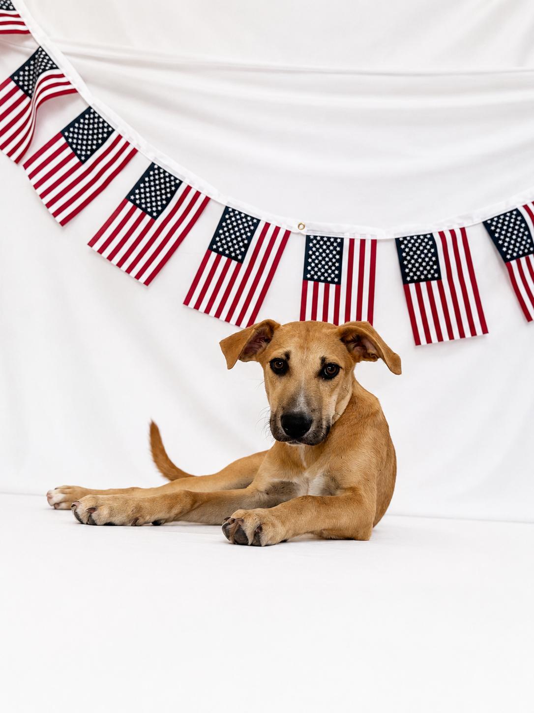 Enlarge Queso, a ADOPTABLE Mixed Breed in Chickasha, OK image 1/1
