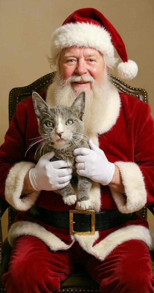 Enlarge Santy Paws, a Adoptable mixed breed in DELTONA, FL image 1/3