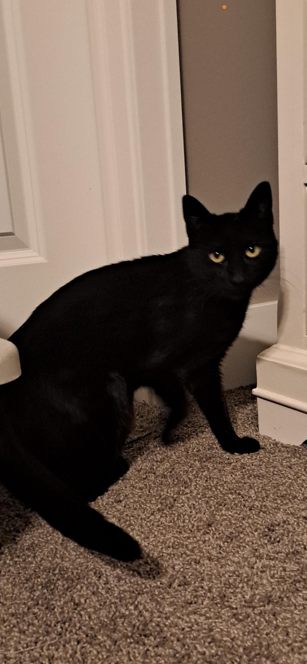 Poppy, Adoptable, Young Female Domestic Short Hair.