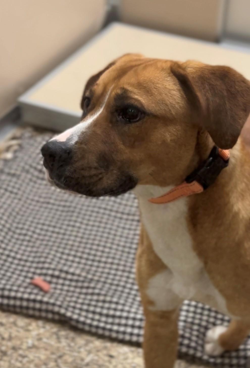 Emmi, an adoptable Boxer in Hackensack, MN, 56452 | Photo Image 2