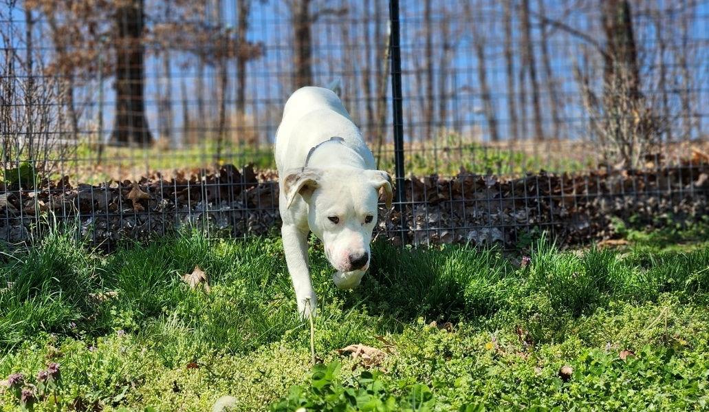 Henry, Adoptable, Adult Male Labrador Retriever & Pit Bull Terrier.