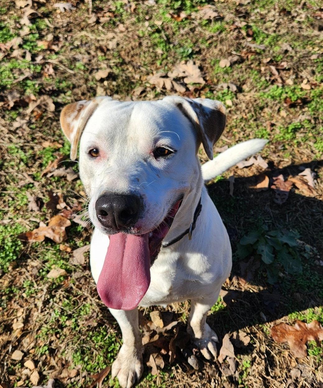 Enlarge Henry, a Adoptable mixed breed in St. Louis, MO image 1/3