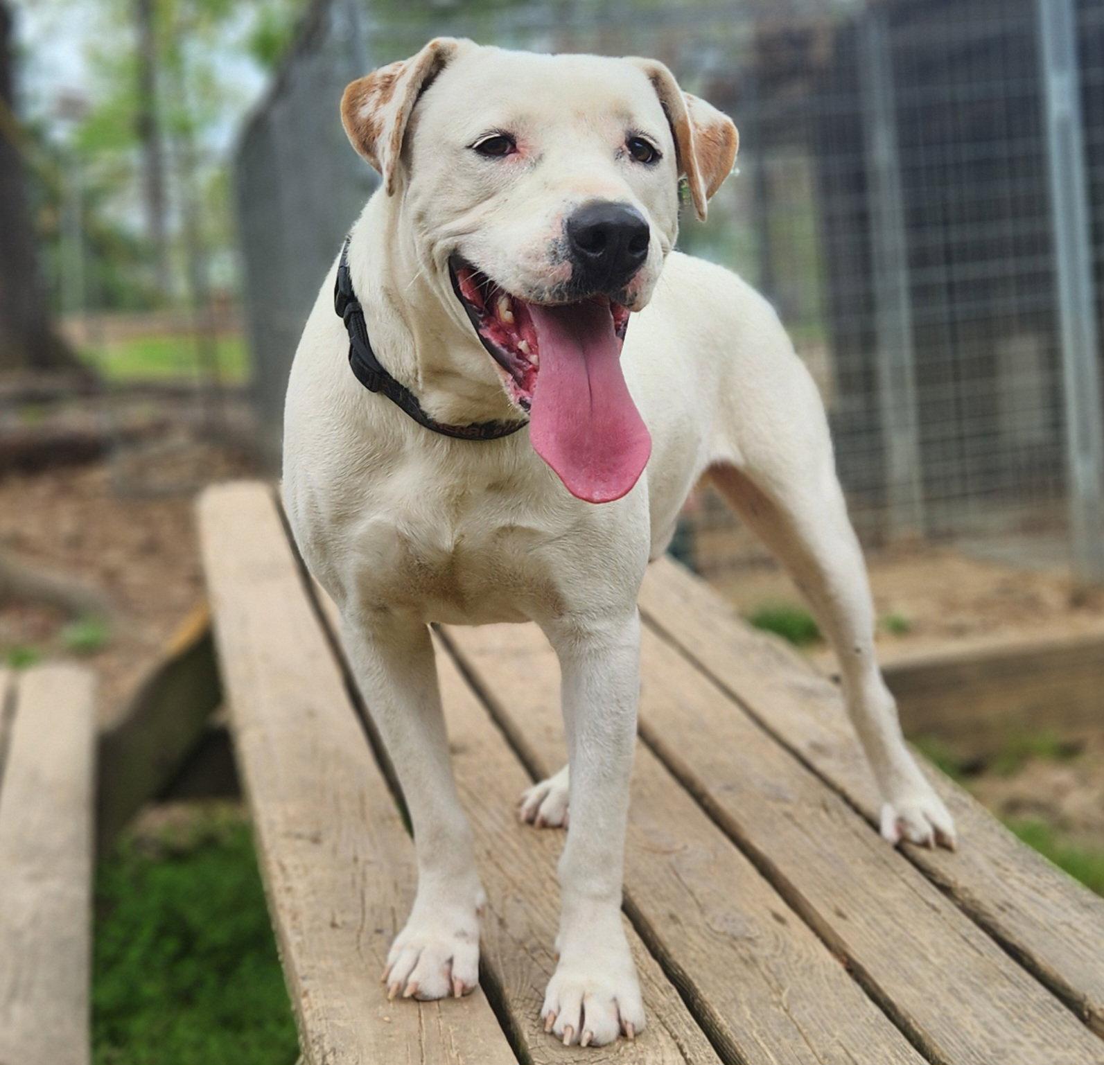 Henry, Adoptable, Adult Male Labrador Retriever & Pit Bull Terrier.
