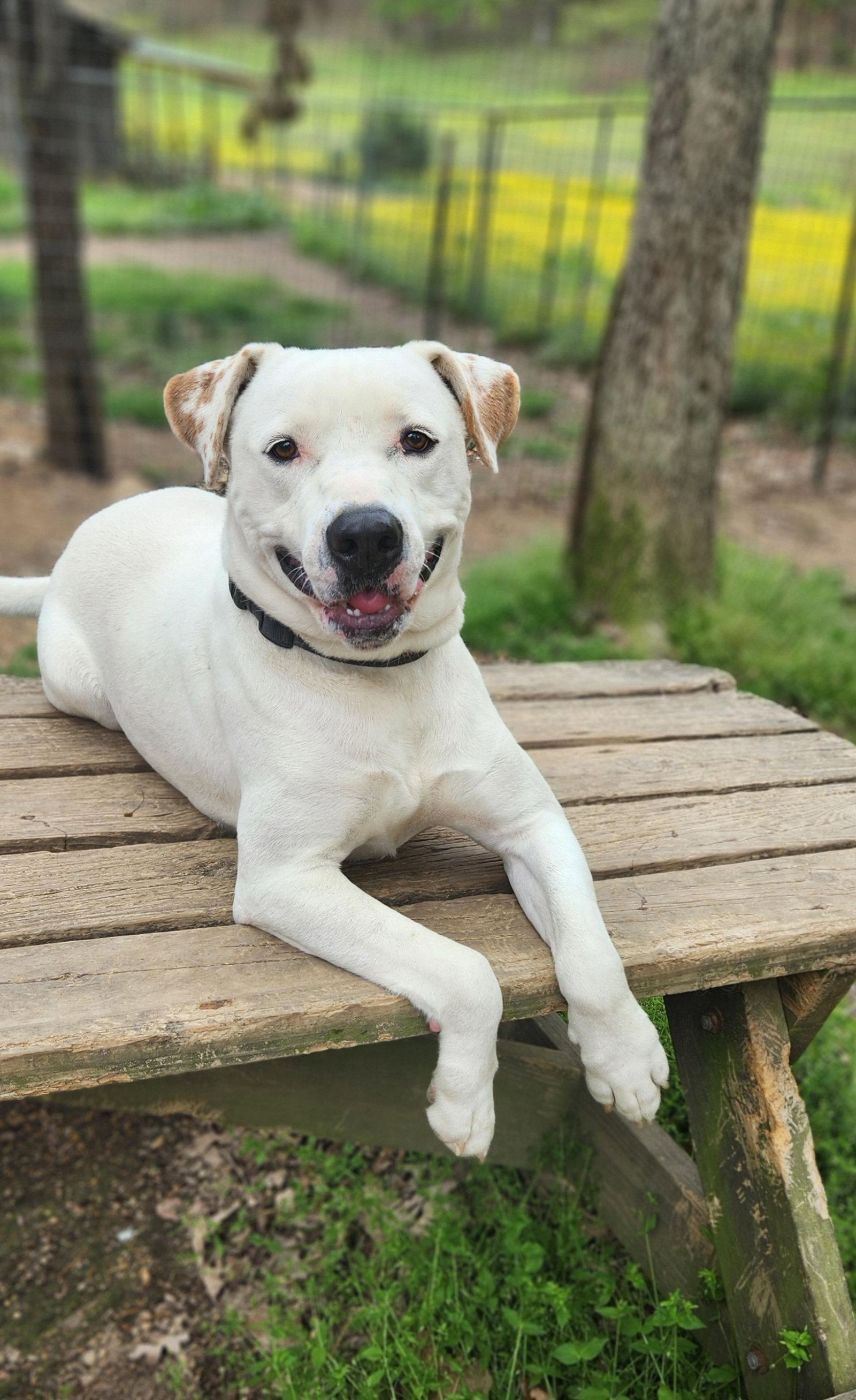 Enlarge Henry, a Adoptable mixed breed in St. Louis, MO image 3/3
