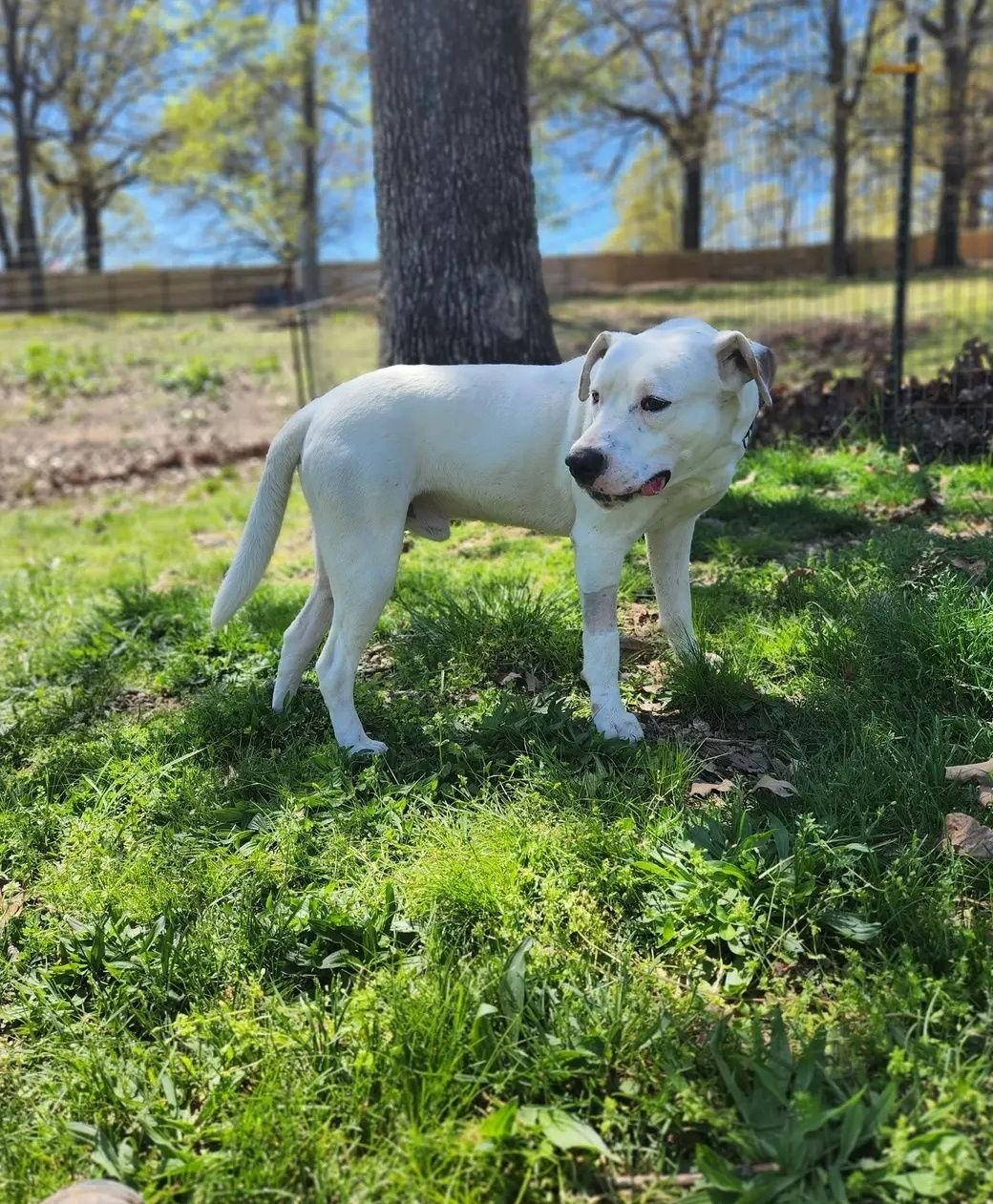 Henry, a Adoptable mixed breed in St. Louis, MO image 2/3