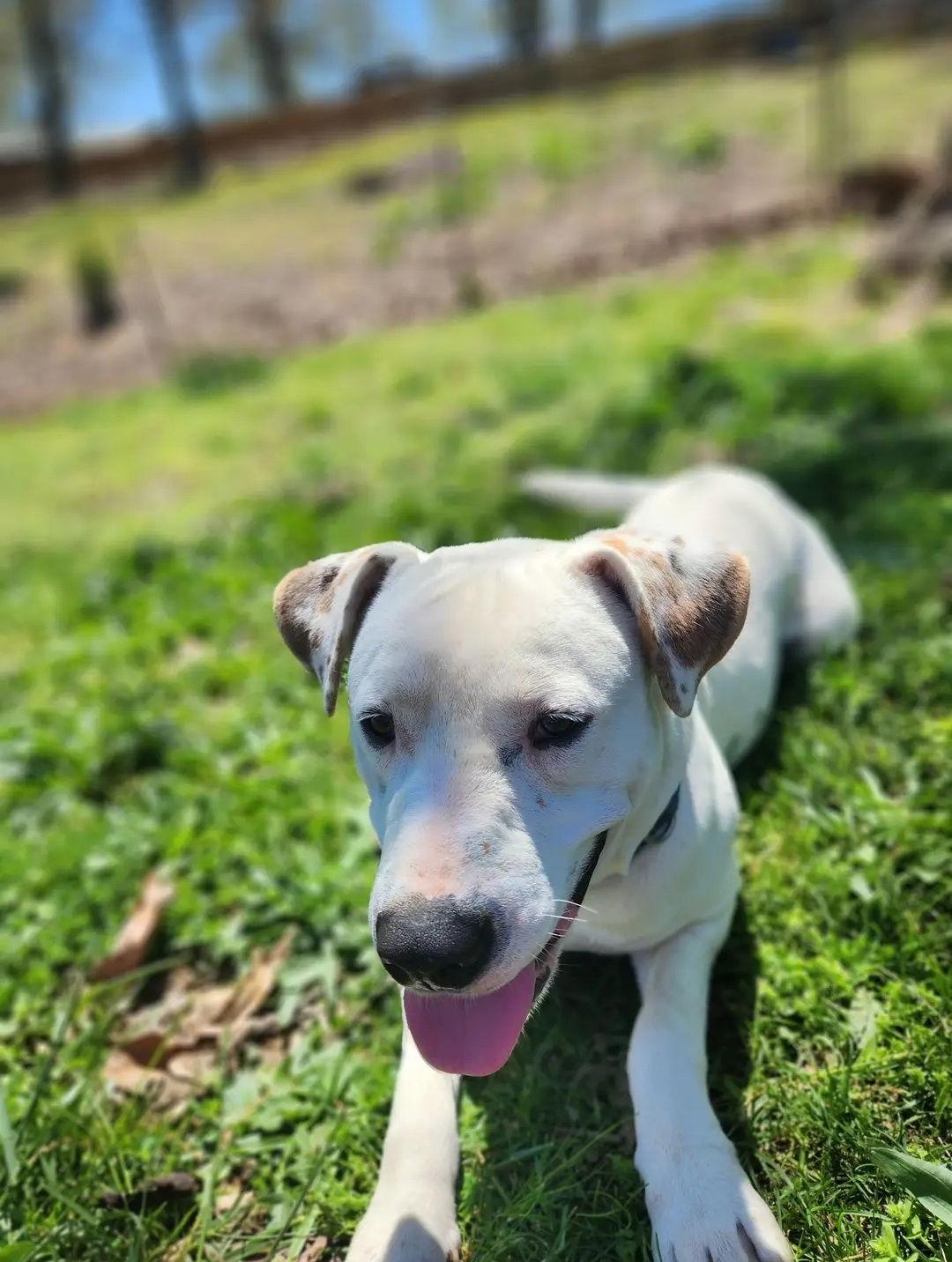 Henry, a Adoptable mixed breed in St. Louis, MO image 3/3