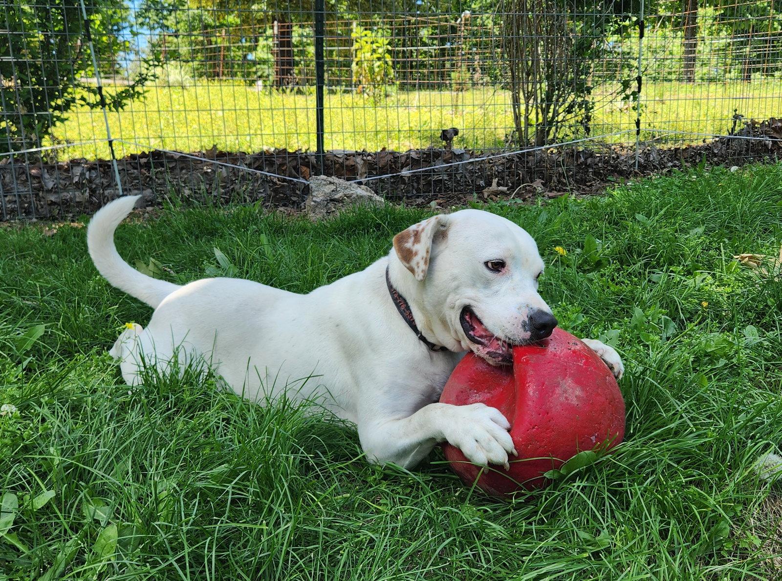 Enlarge Henry, a Adoptable mixed breed in St. Louis, MO image 3/3