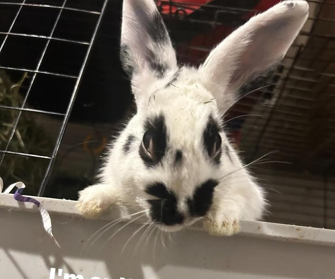 Enlarge Peppermint Patty & Schroeder, an adopted mixed breed in Paradis, LA image 1/3