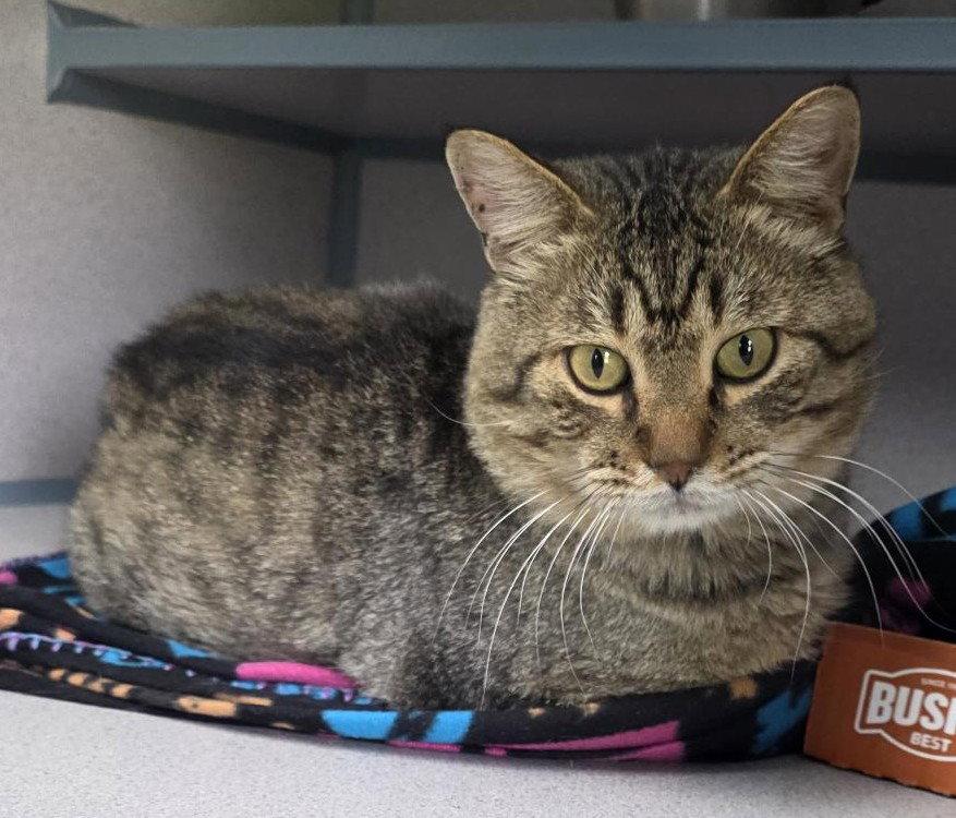Big Tuna, Adoptable, Adult Male Domestic Medium Hair.