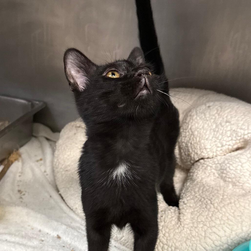 Enlarge Louie, a Adoptable Domestic Short Hair in San Jacinto, CA image 1/6
