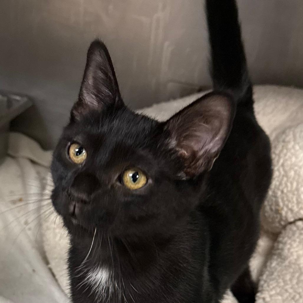 Enlarge Louie, a Adoptable Domestic Short Hair in San Jacinto, CA image 3/6