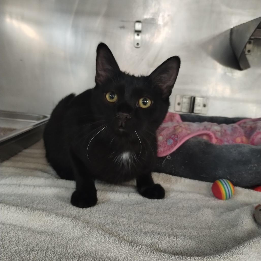 Enlarge Louie, a Adoptable Domestic Short Hair in San Jacinto, CA image 4/6
