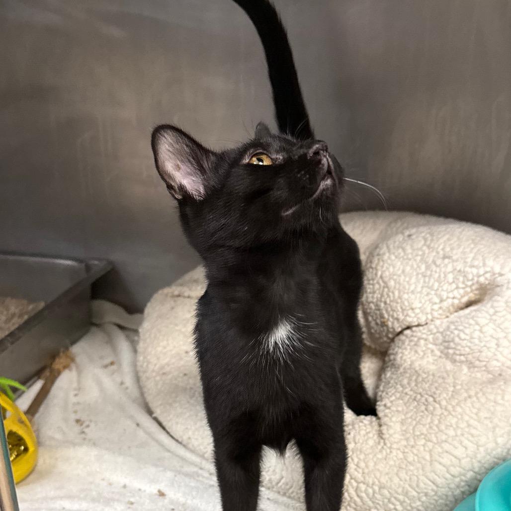 Enlarge Louie, a Adoptable Domestic Short Hair in San Jacinto, CA image 5/6