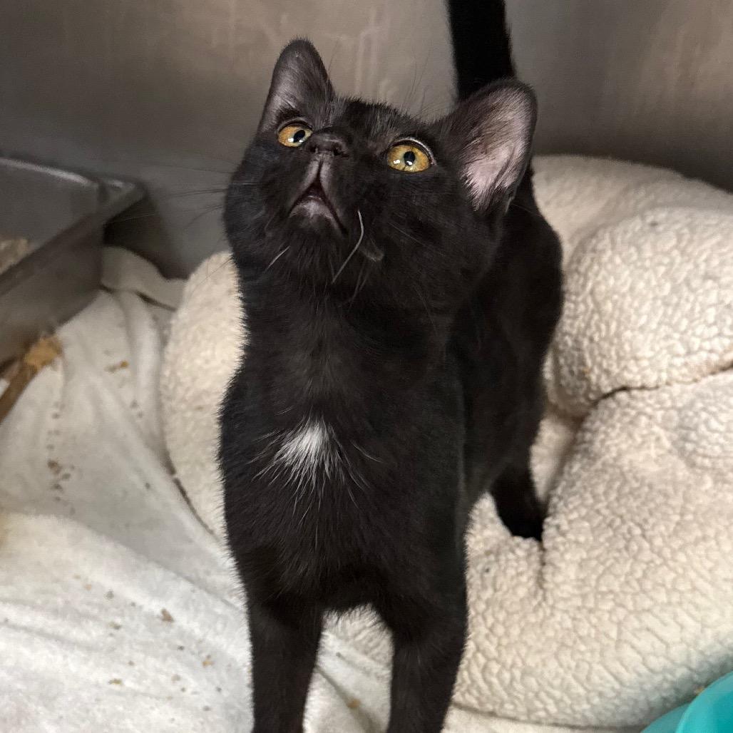 Enlarge Louie, a Adoptable Domestic Short Hair in San Jacinto, CA image 6/6