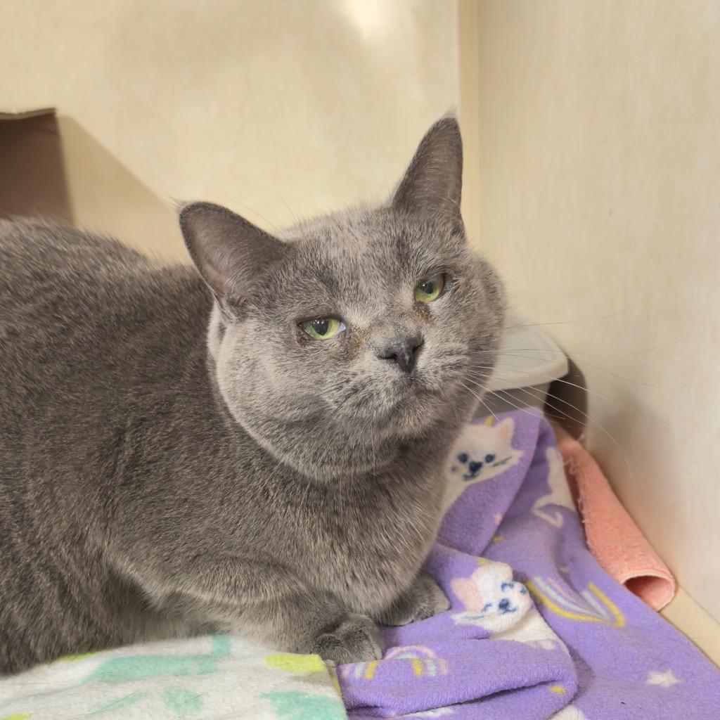 Enlarge MARY II, a Adoptable mixed breed in Battle Creek, MI image 1/1