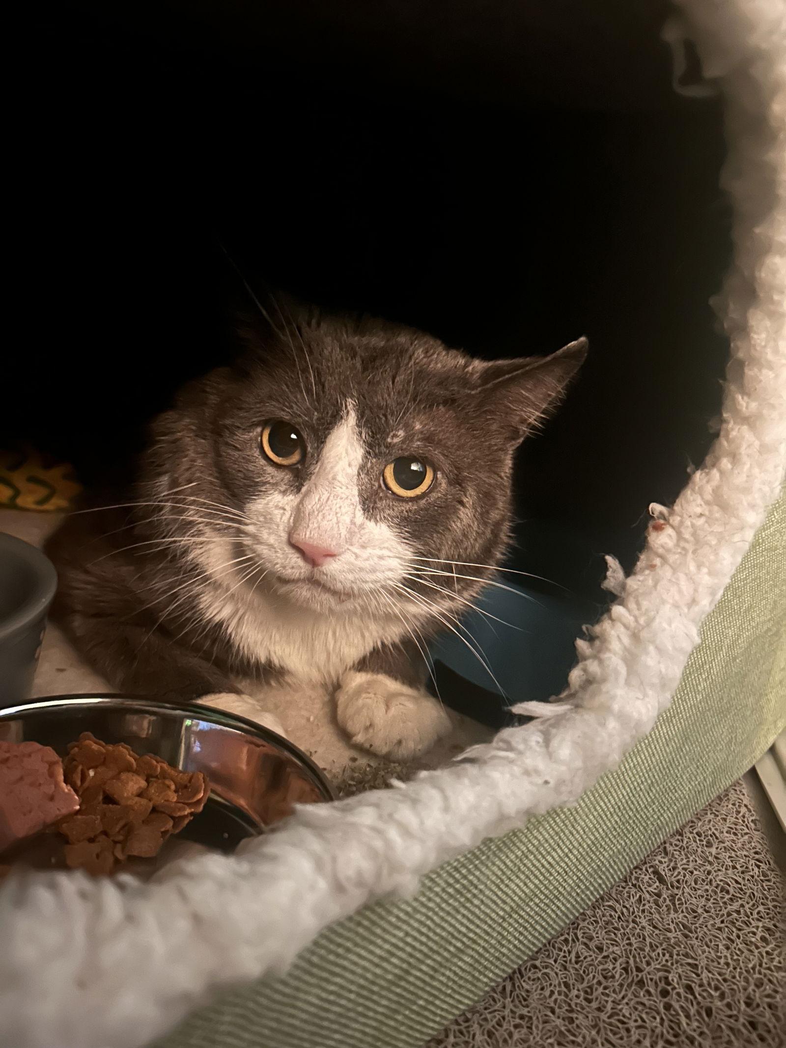 Sully, Adoptable, Young Male Domestic Short Hair.