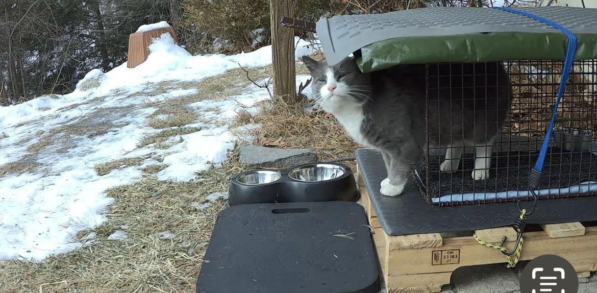 Sully, Adoptable, Young Male Domestic Short Hair.