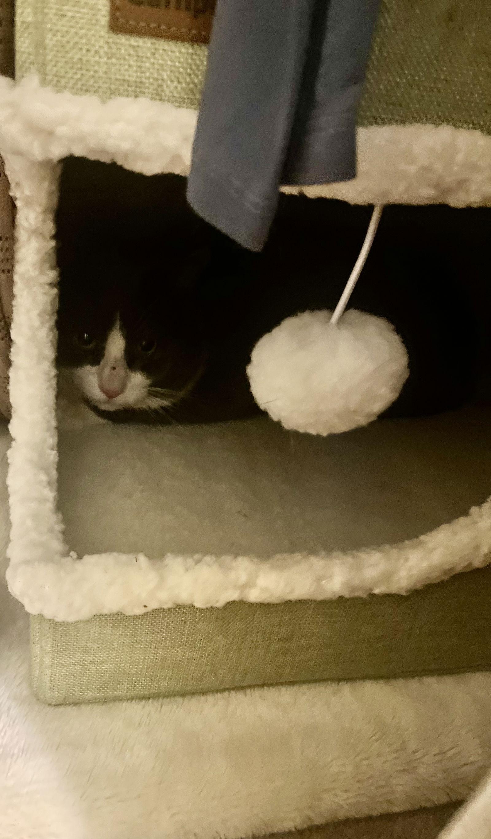 Enlarge Sully, a Adoptable Domestic Short Hair in East Derry, NH image 2/3