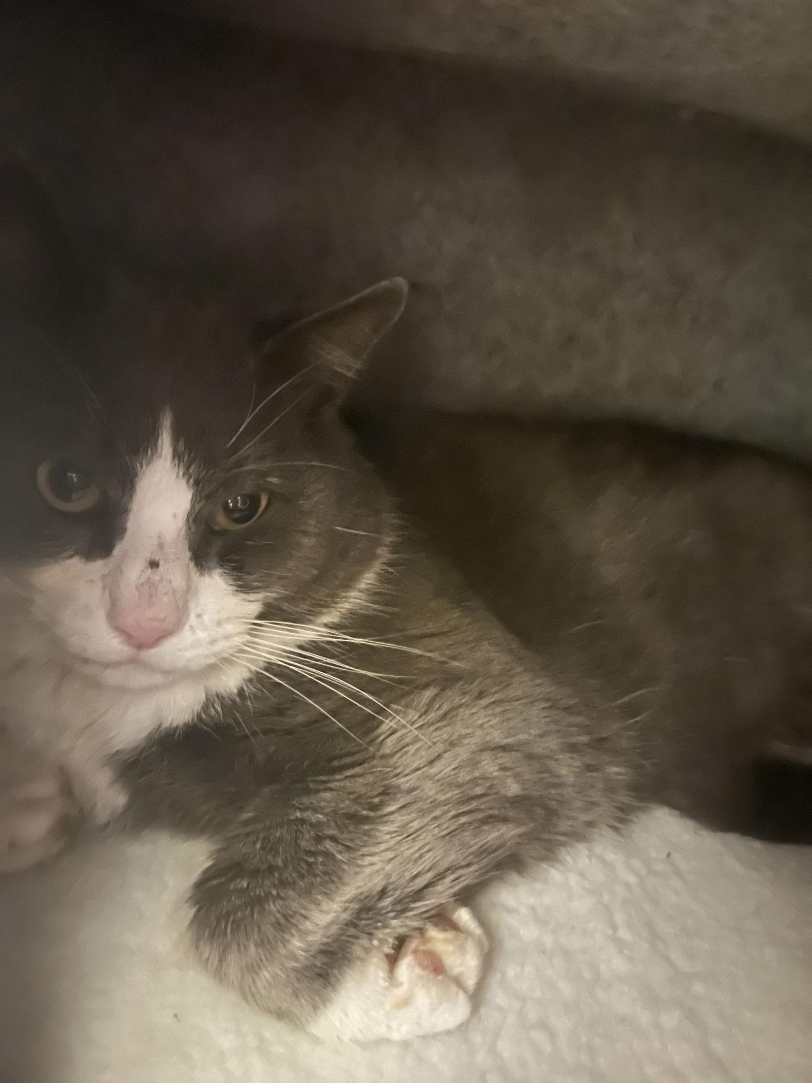 Enlarge Sully, a Adoptable Domestic Short Hair in East Derry, NH image 3/3