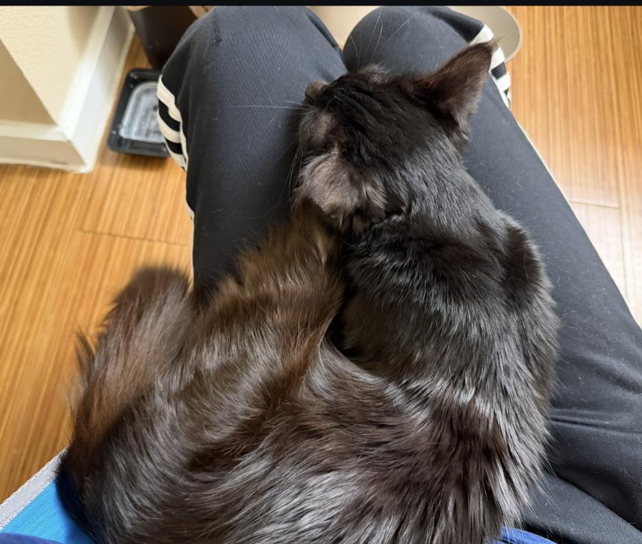 Enlarge ELMO - SWEET QUIRKY FUN YOUNG CAT, a ADOPTABLE Domestic Medium Hair in Plano, TX image 3/6